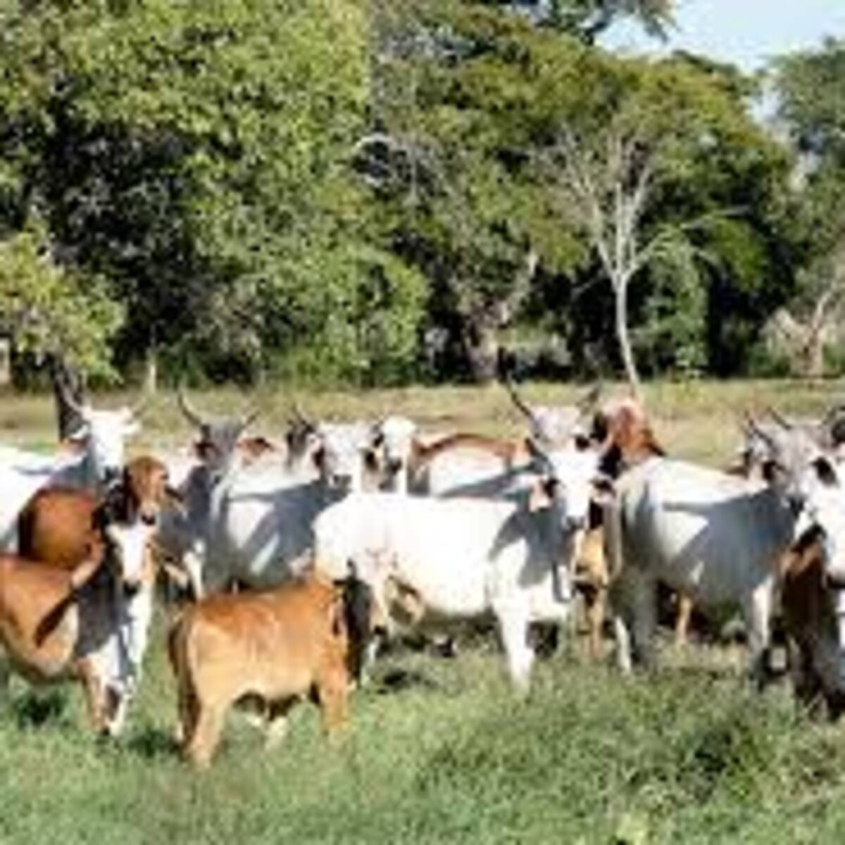 El abigeato delito que está dejando perdidas cuantiosas al gremio ganadero del Huila
