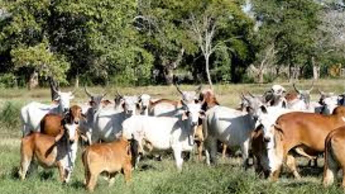 El abigeato delito que está dejando perdidas cuantiosas al gremio ganadero del Huila