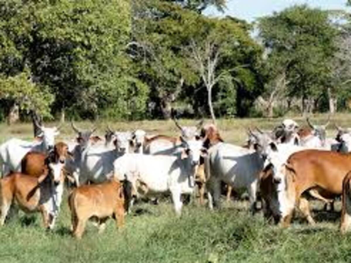 El abigeato delito que está dejando perdidas cuantiosas al gremio ganadero del Huila