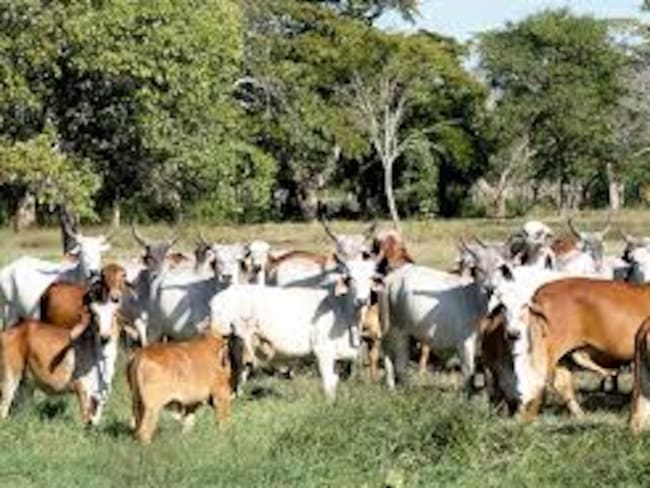 Perdidas cuantiosas al gremio. Foto Cortesía.
