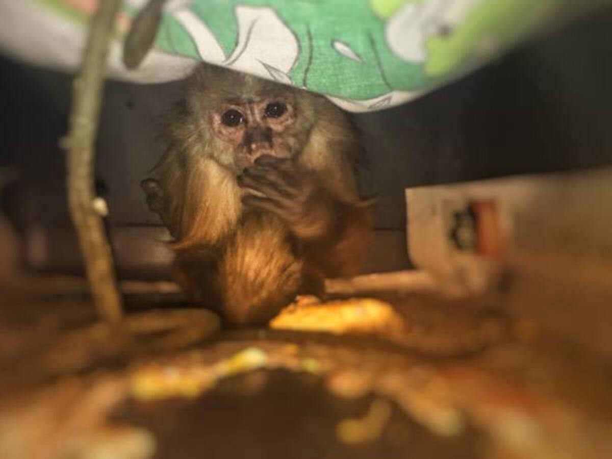 Rescatan a un mico que llevaba 26 años en cautiverio en el sur de Bogotá