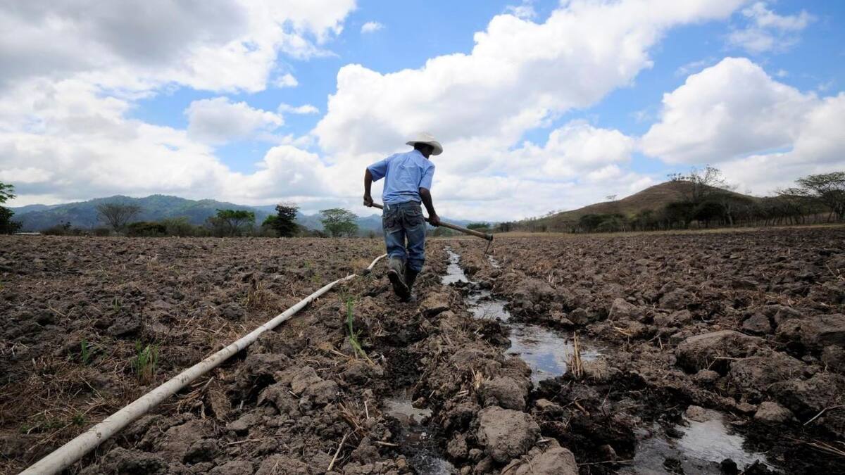 Los estragos que causan las lluvias al agro en el Huila