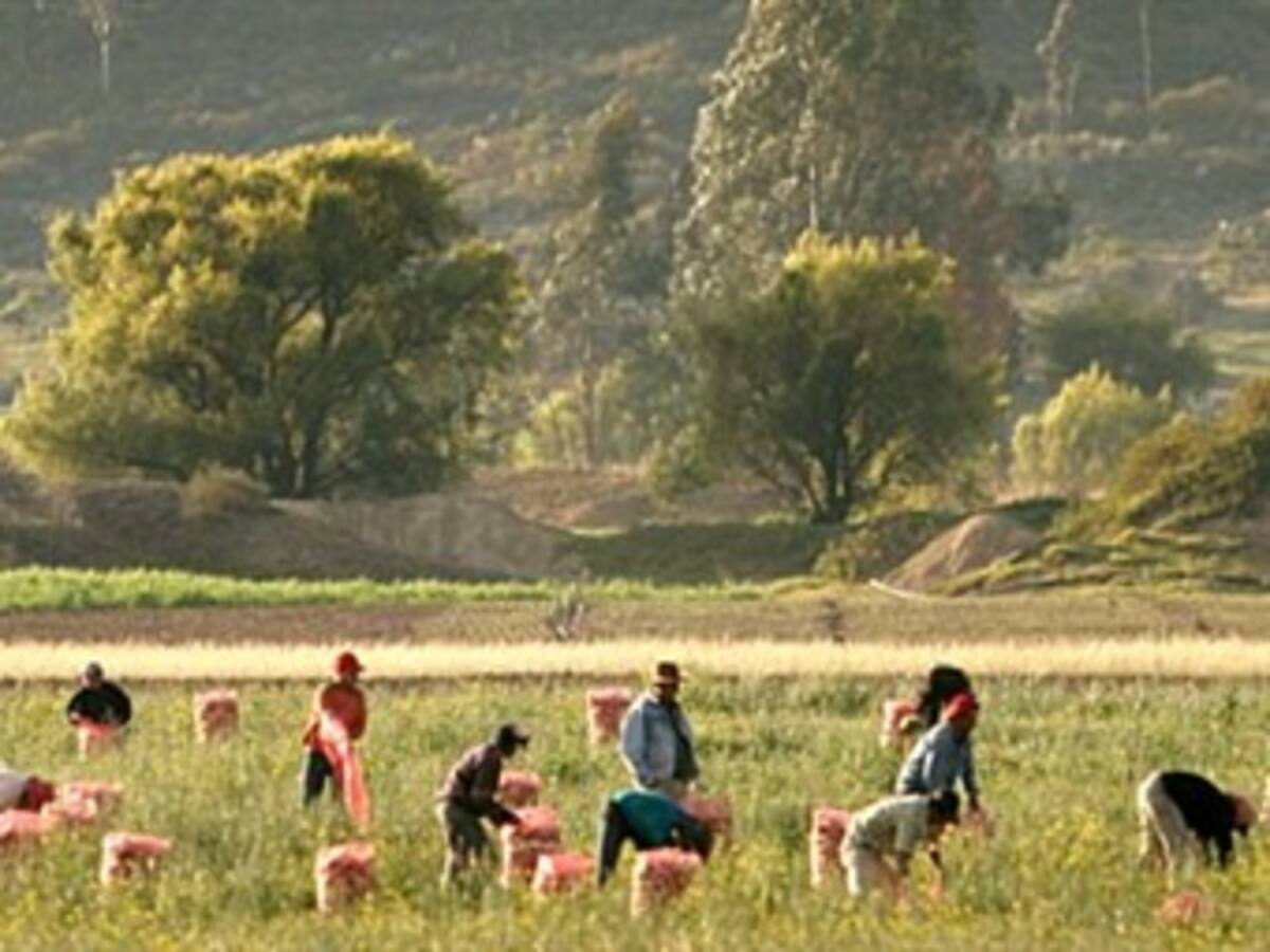 Anuncian foro nacional para debatir zonas de reserva campesina