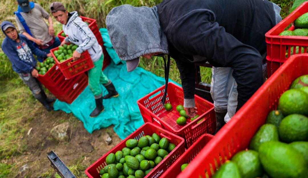 Imagen de referencia 