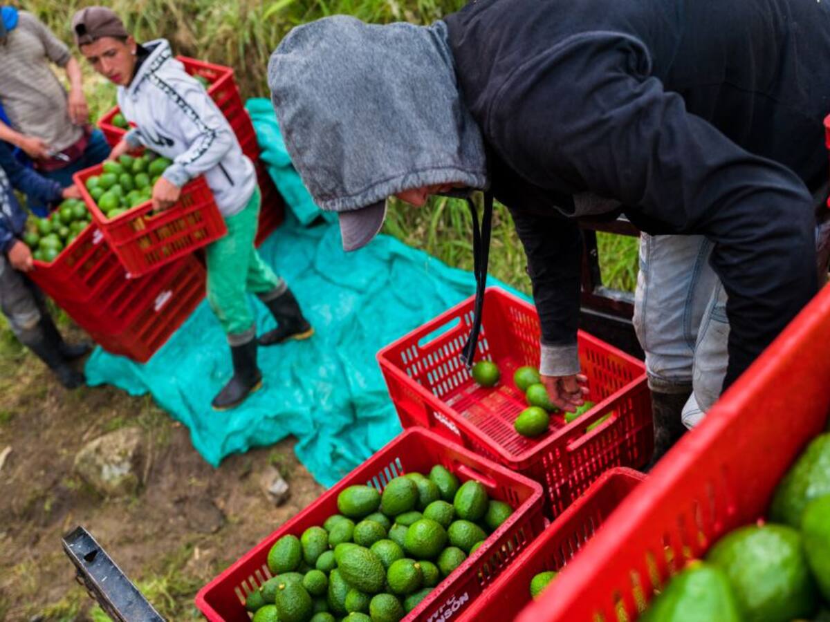 Bogotá: Cómo pedir a domicilio un mercado campesino