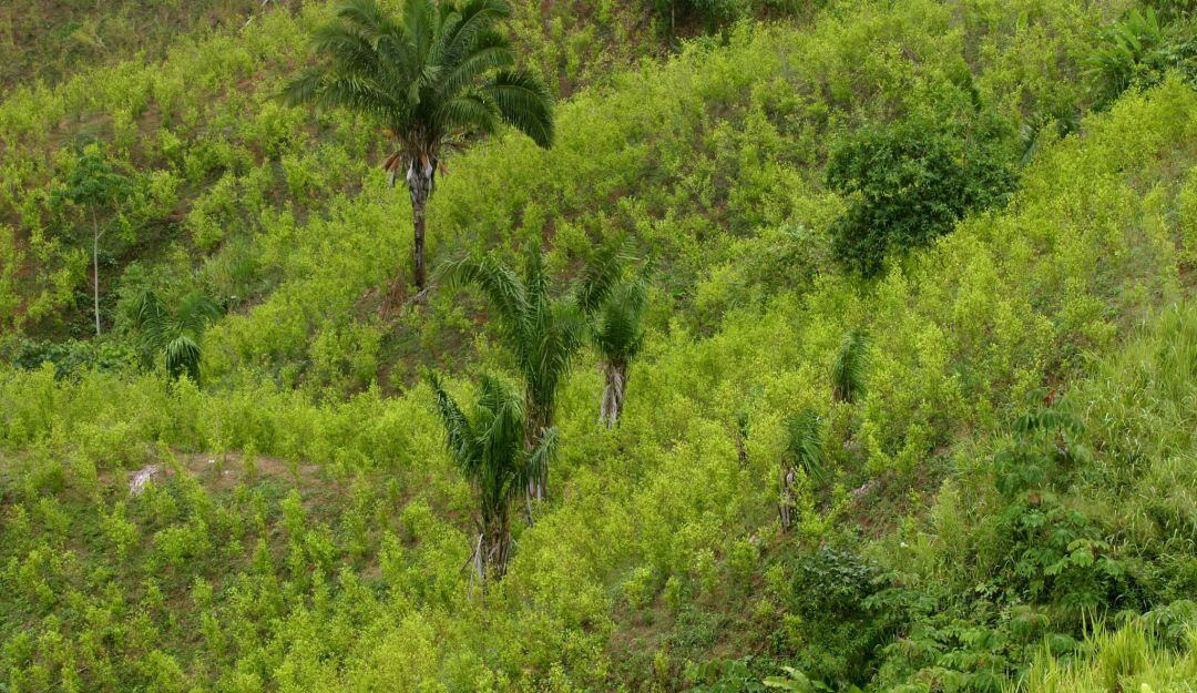 Imagen de referencia. 