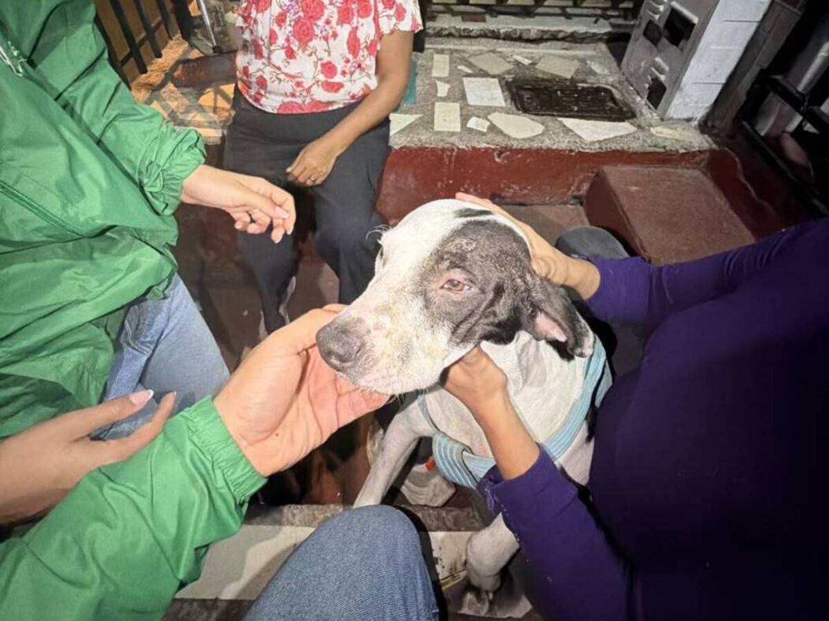 No hay derecho, denuncian hombre que al parecer le prendió fuego a un perro en Armenia