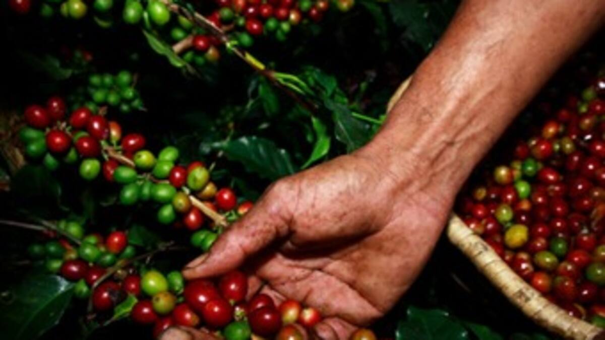 El 2011, un año negro para la producción de café