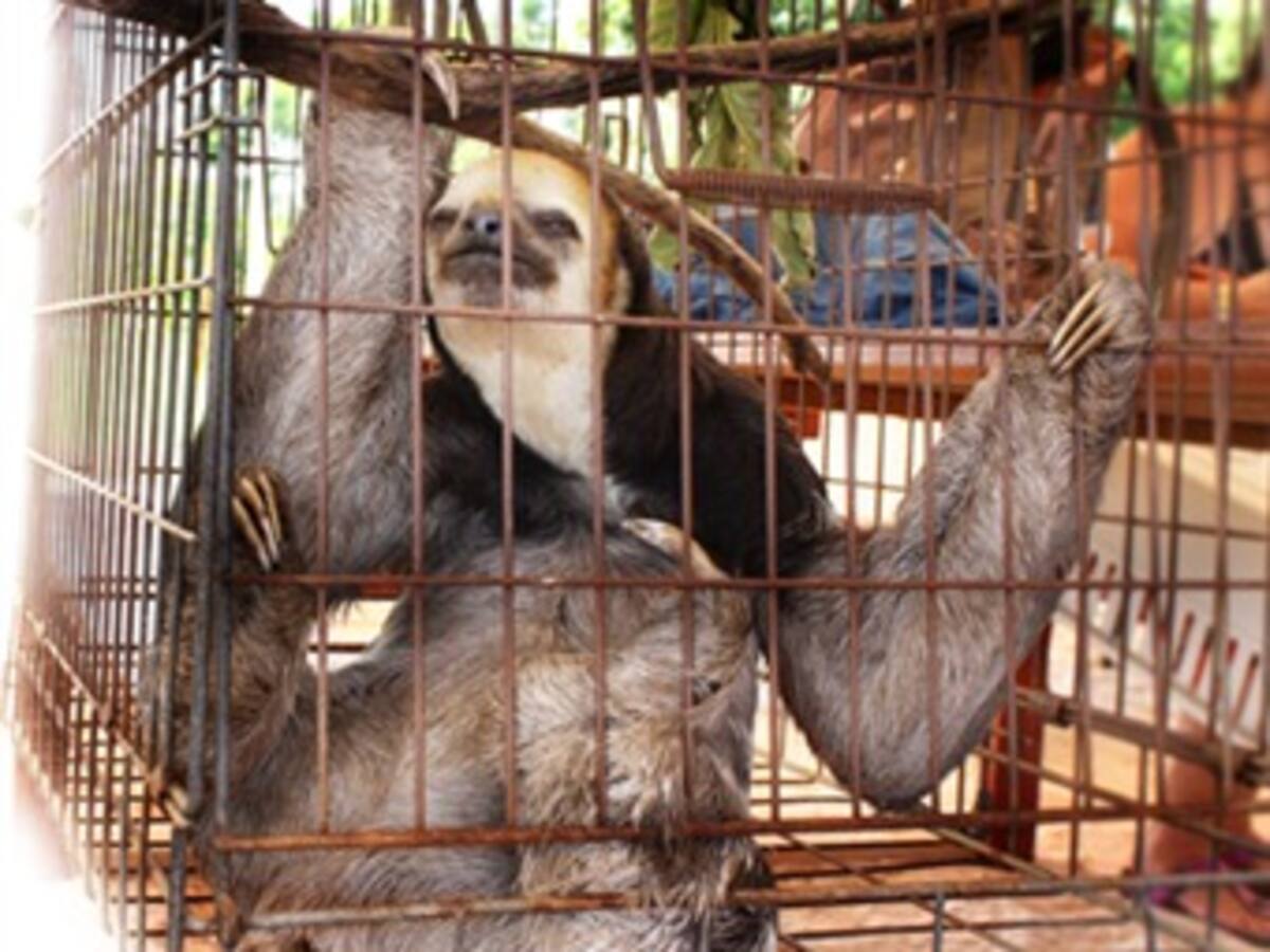 Esta semana se lanza campaña contra el tráfico de animales silvestres