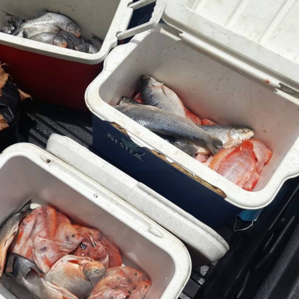 En Rionegro decomisaron 100 kilos de pescado en mal estado
