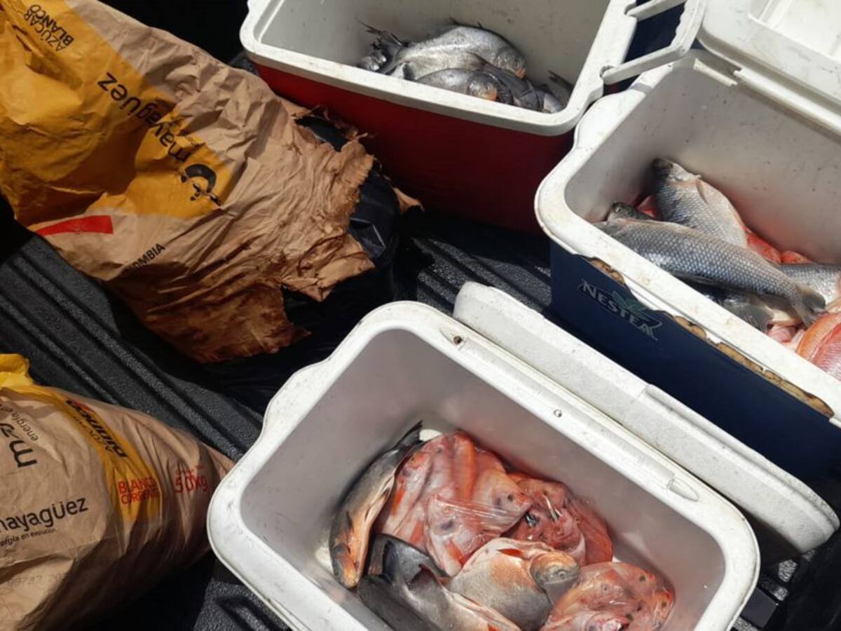 En Rionegro decomisaron 100 kilos de pescado en mal estado