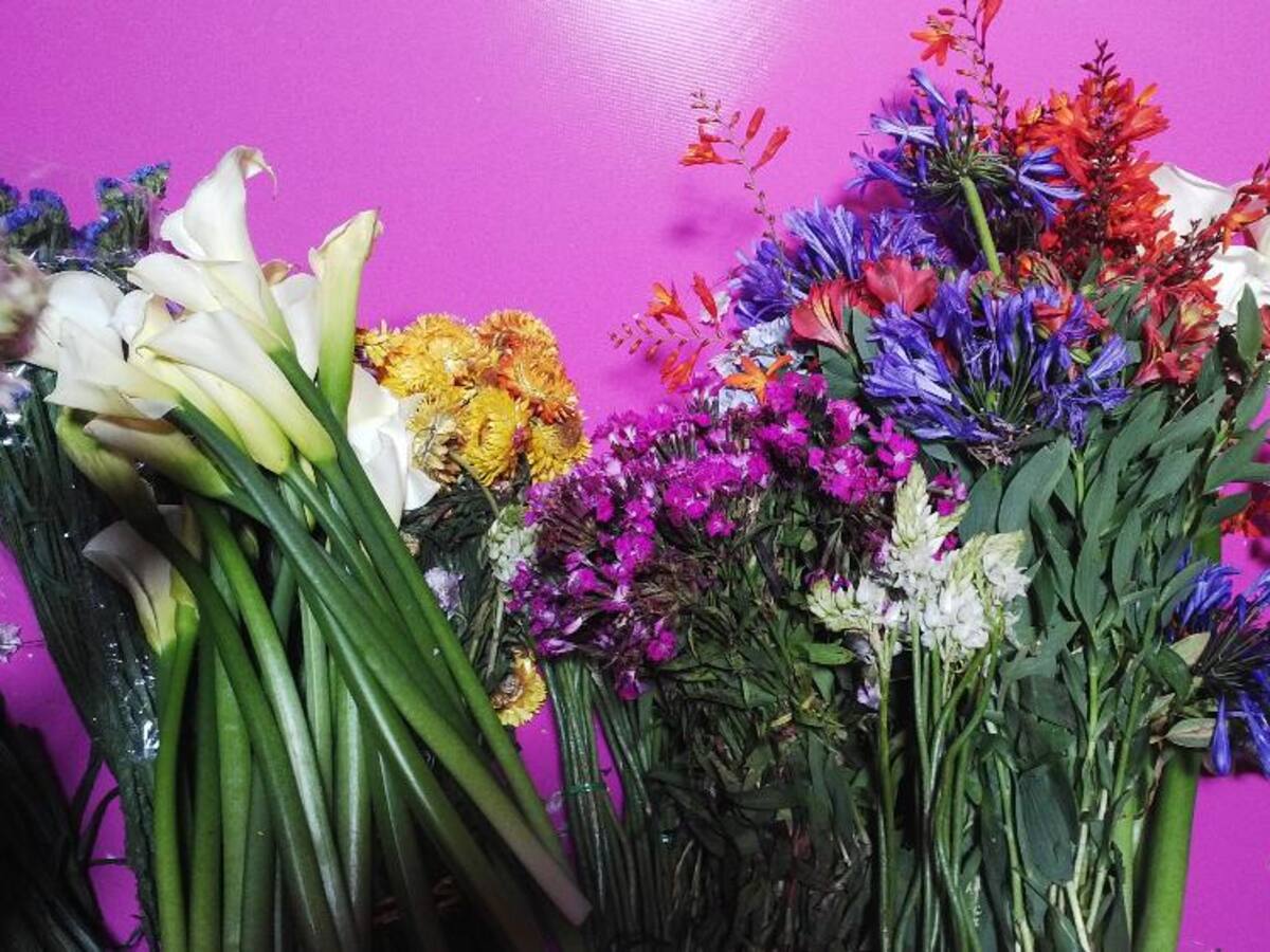 Se prevé más de 5 millones de flores boyacense lleguen a EEUU
