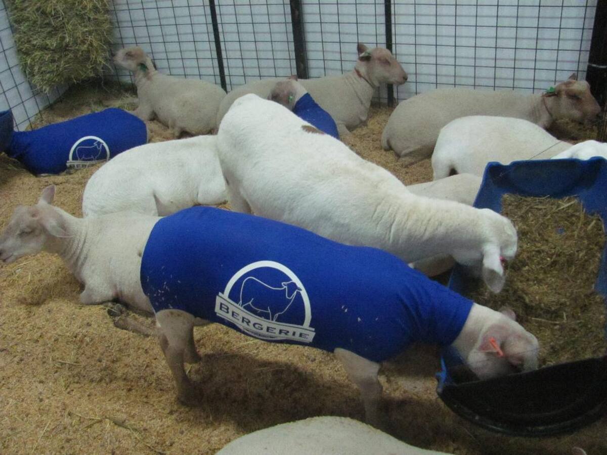 Título de la imagen