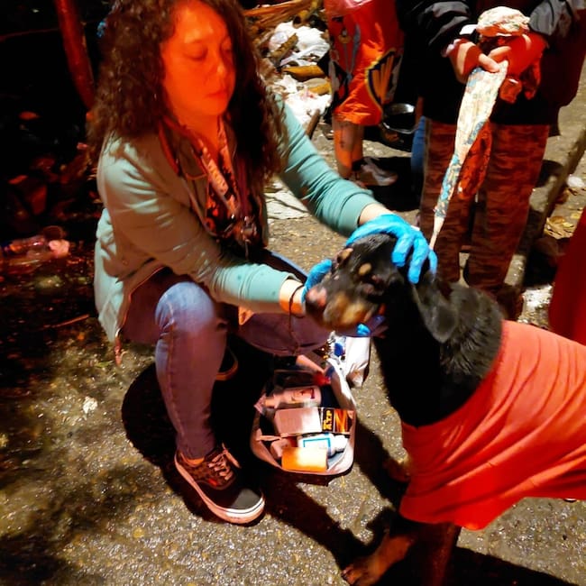 Atención a perritos afectados por incendio en Armenia. Foto:Cortesía Alcaldía de Armenia