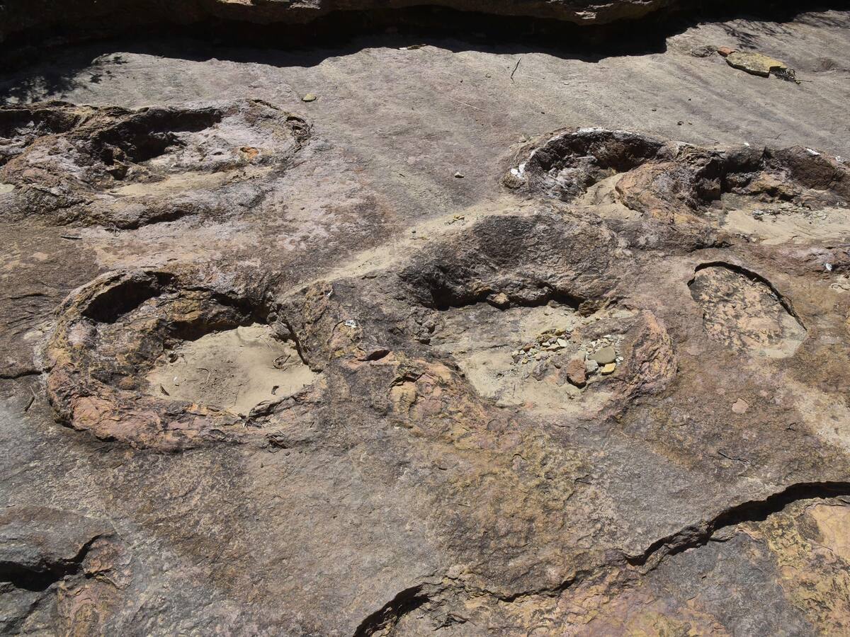 Hallazgo histórico en Australia: descubren las huellas fósiles más antiguas de un reptil terrestre