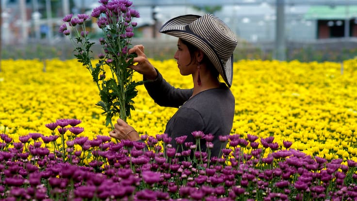 “Esto nos cambia las condiciones”: Asocolflores tras nuevos aranceles de EE.UU.