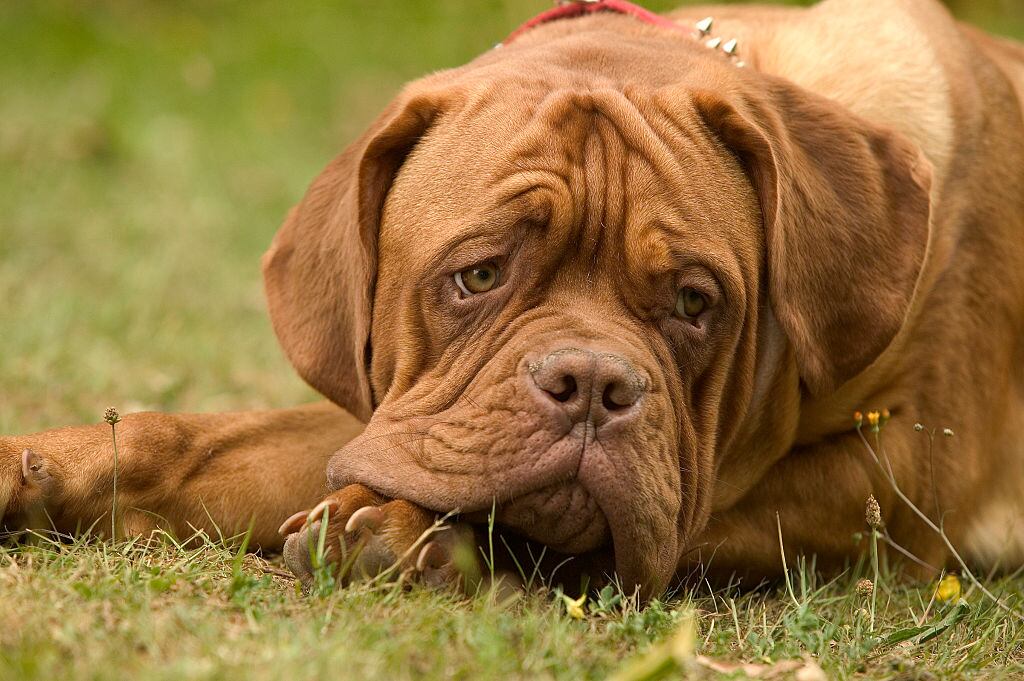 Perro esperando a su dueño (Photo by: Auscape/Universal Images Group via Getty Images)
