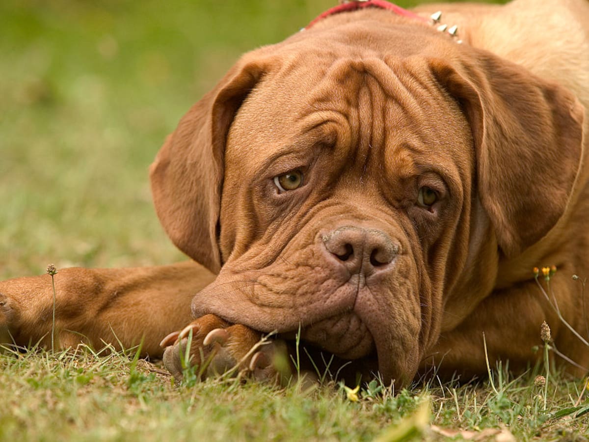¿Cuánto tiempo puede estar un perro en solo en la casa? Expertos explican efectos