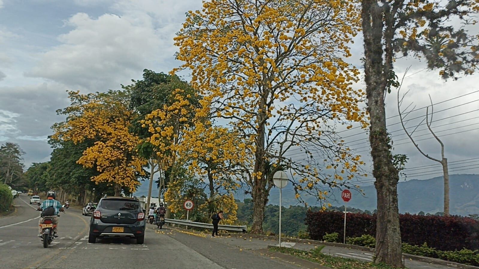 Vía hacía el corregimiento El Caimo en Armenia con los guayacanes florecidos. Foto Adrián Trejos