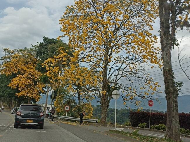 Vía hacía el corregimiento El Caimo en Armenia con los guayacanes florecidos. Foto Adrián Trejos