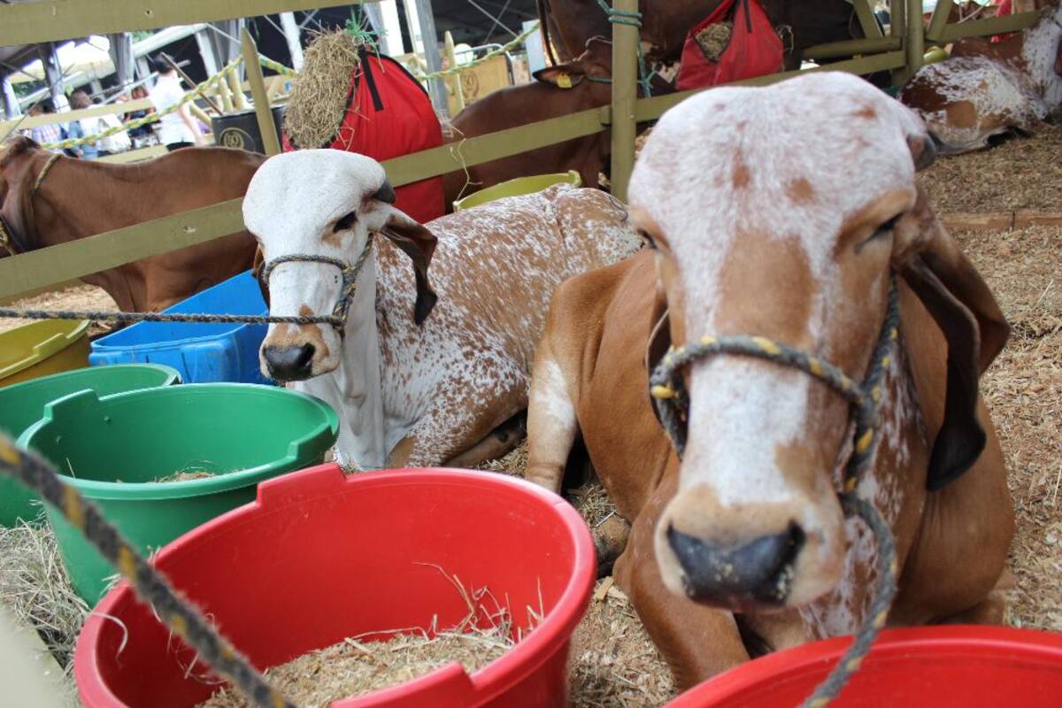 Expocolanta: la feria de la ganadería, porcicultura y la leche en Plaza Mayor.