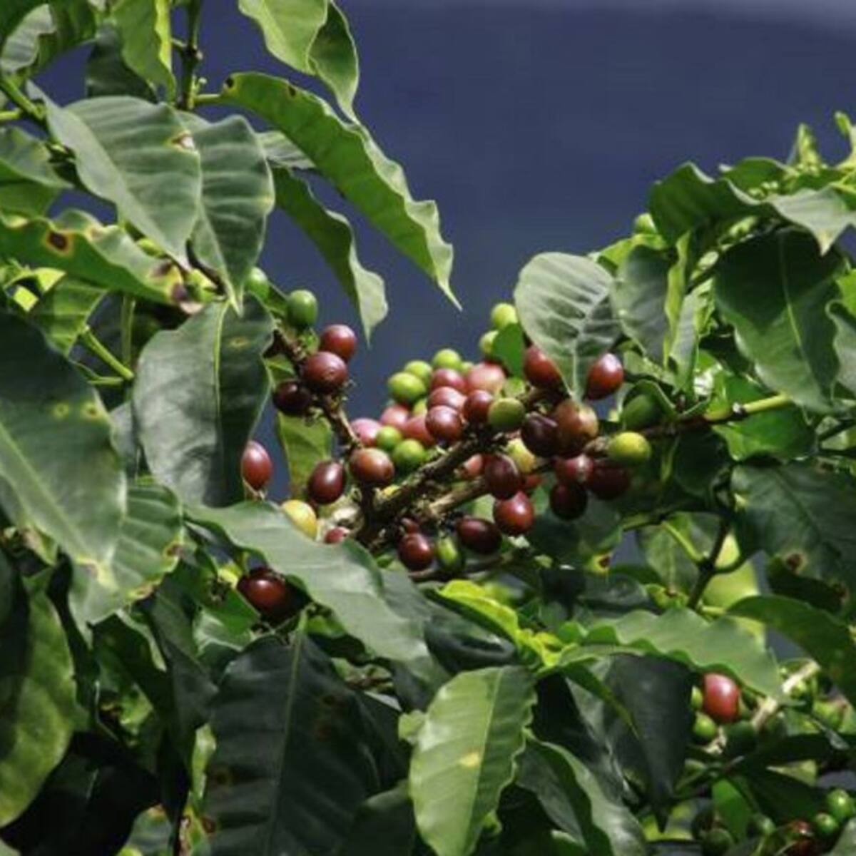 En un 98% avanza la recolección de la cosecha cafetera en el Quindío