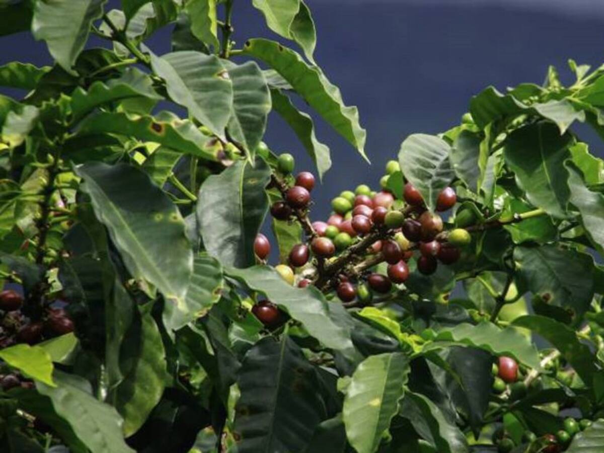 En un 98% avanza la recolección de la cosecha cafetera en el Quindío