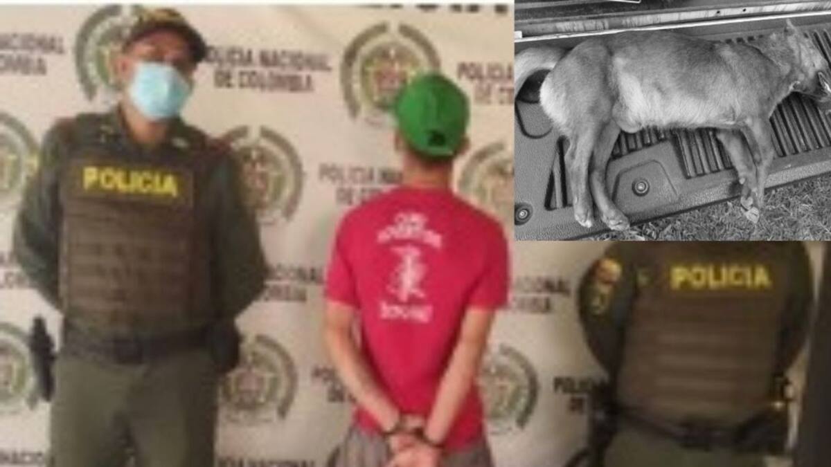 Un hombre fue capturado por caso de maltrato animal en Armenia