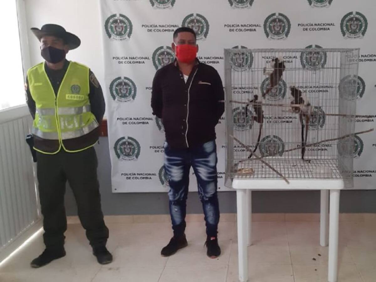 En Bolívar, 12 personas detenidas por tráfico de animales silvestres