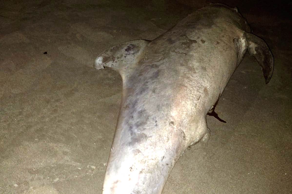 Hallan muerto delfín en playas de Crespo en el norte de Cartagena