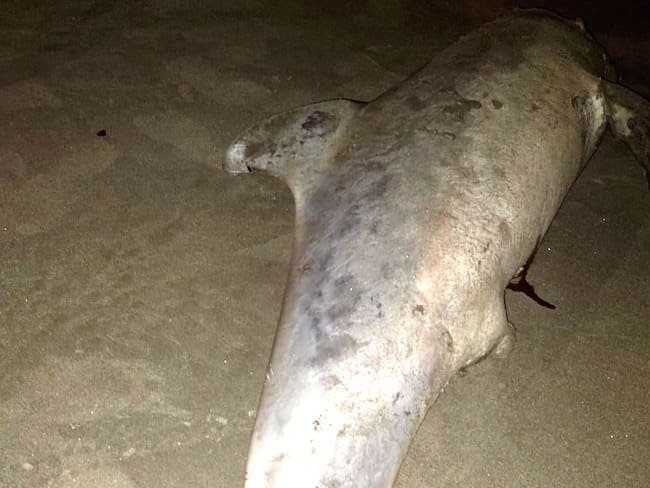 Hallan muerto delfín en playas de Crespo en el norte de Cartagena