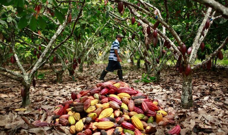 Cultivo de cacao