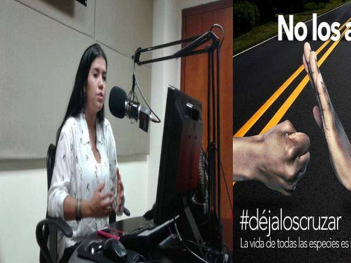 No los atropelles, Déjalos Cruzar, campaña prevención accidentes tránsito con animales