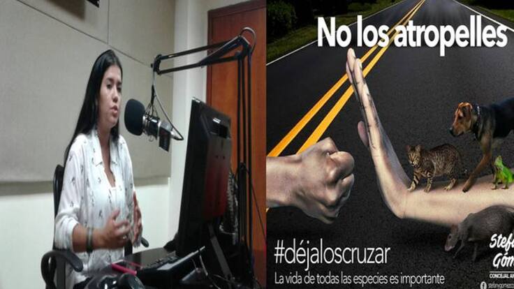 No los atropelles, Déjalos Cruzar, campaña de prevención sobre accidentes de tránsito con animales