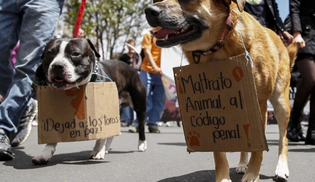 Caso de maltrato animal en el Líbano, Tolima