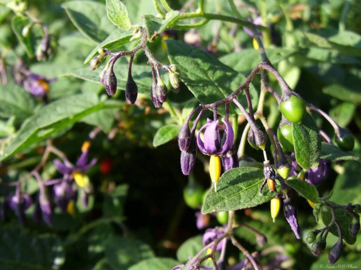 Una revolucionaria manera de tratarla enfermedad más frecuente en los hombres