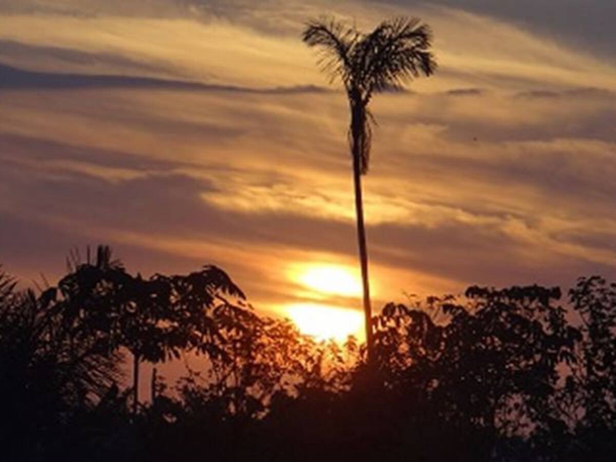 Cinco deforestadores fueron capturados en el parque natural Los Picachos