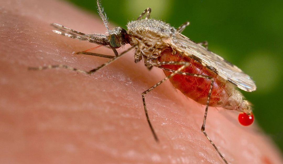 Se reportan casos de Malaria en el Caquetá.