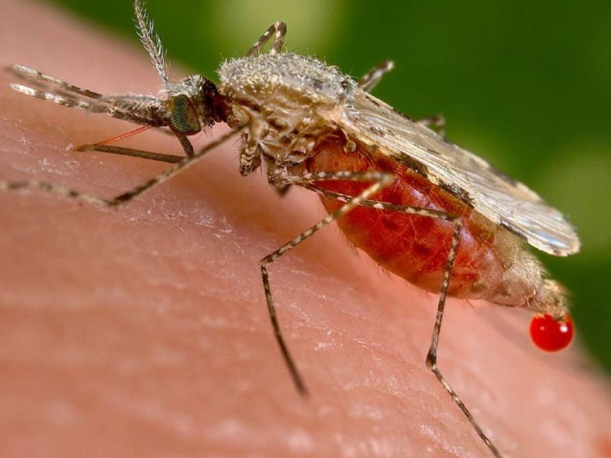 Se reportan casos de Malaria en el Caquetá
