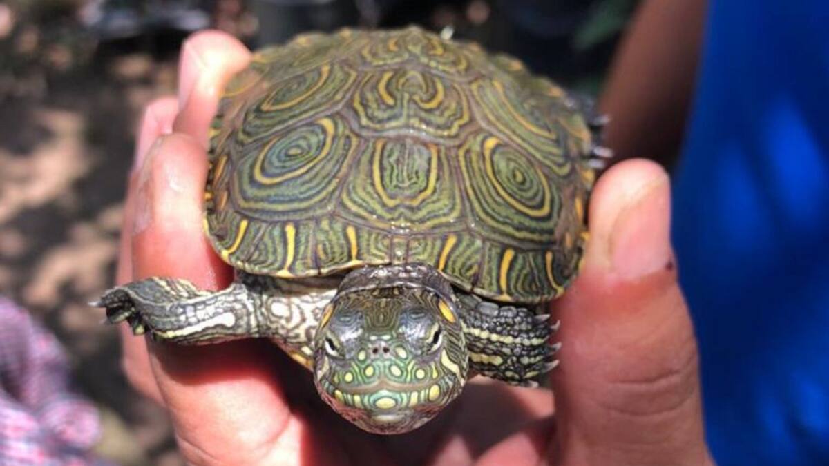 500 hicoteas nacieron en proyecto escolar liderado por Corpamag