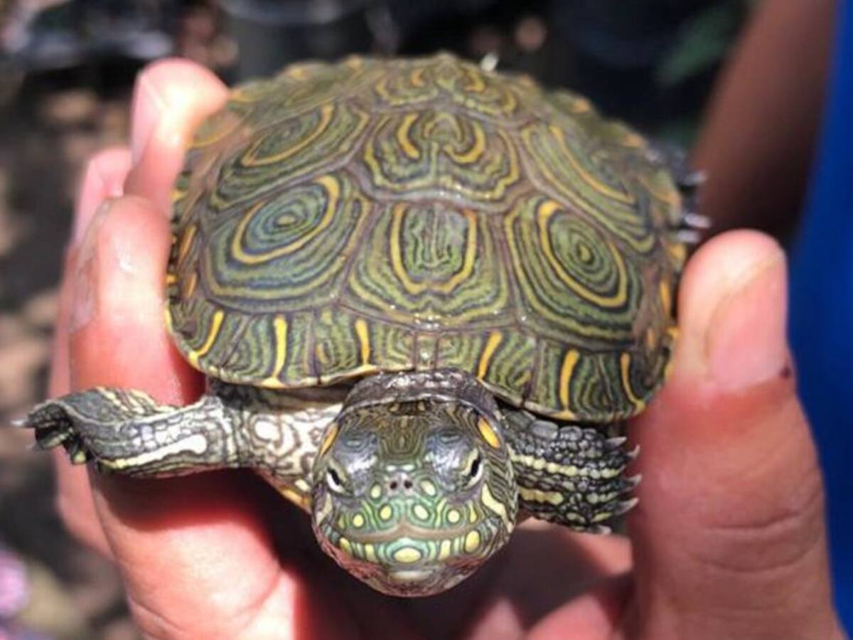 500 hicoteas nacieron en proyecto escolar liderado por Corpamag