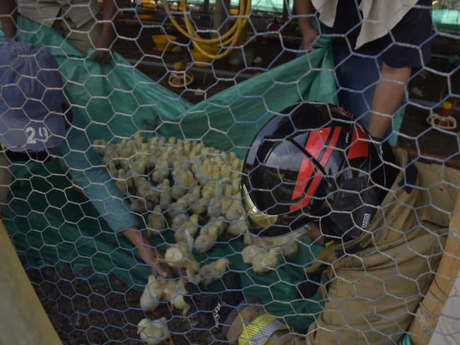 Incendio destruyó un galpón de una granja avícola en el sector de Tribunas