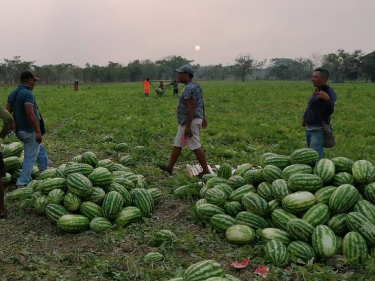 No vamos a desamparar a los productores de patilla de La Mojana: Gobernador