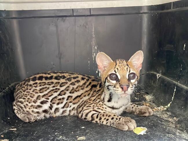 Rescatan jaguar bebé en Cundinamarca: ciudadano lo habría entregado voluntariamente