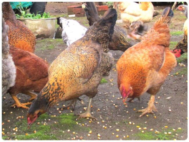 Instituto Colombiano Agropecuario (ICA).