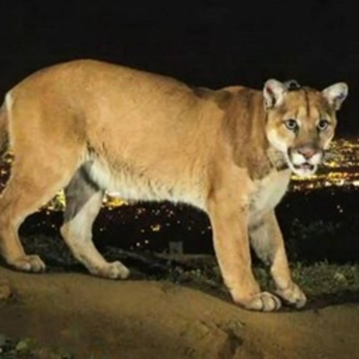El puma que pasea por las colinas de Los Ángeles