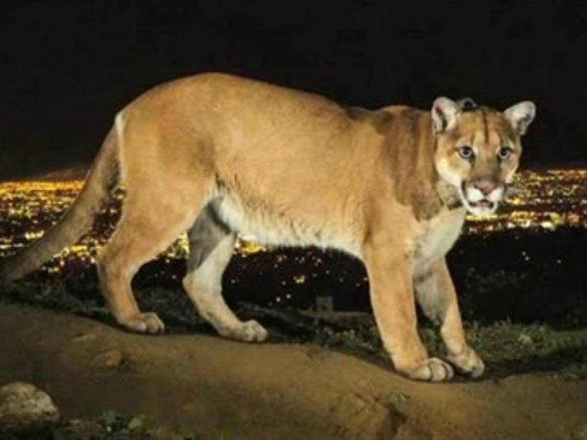 El puma que pasea por las colinas de Los Ángeles