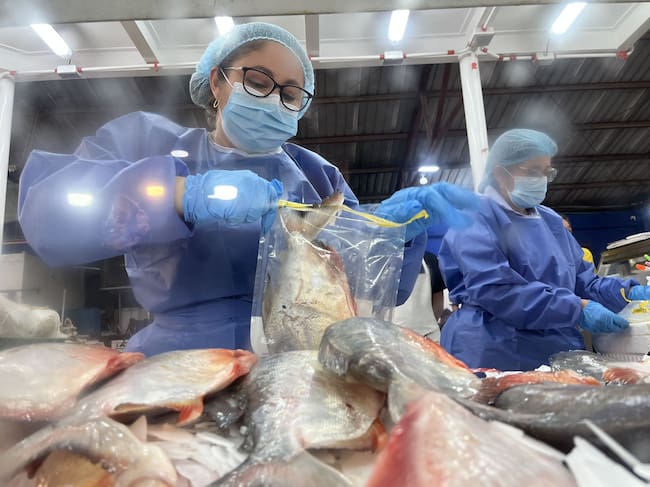 Controles a la venta de pescado hizo la secretaría de salud / Foto Alcaldía Cúcuta