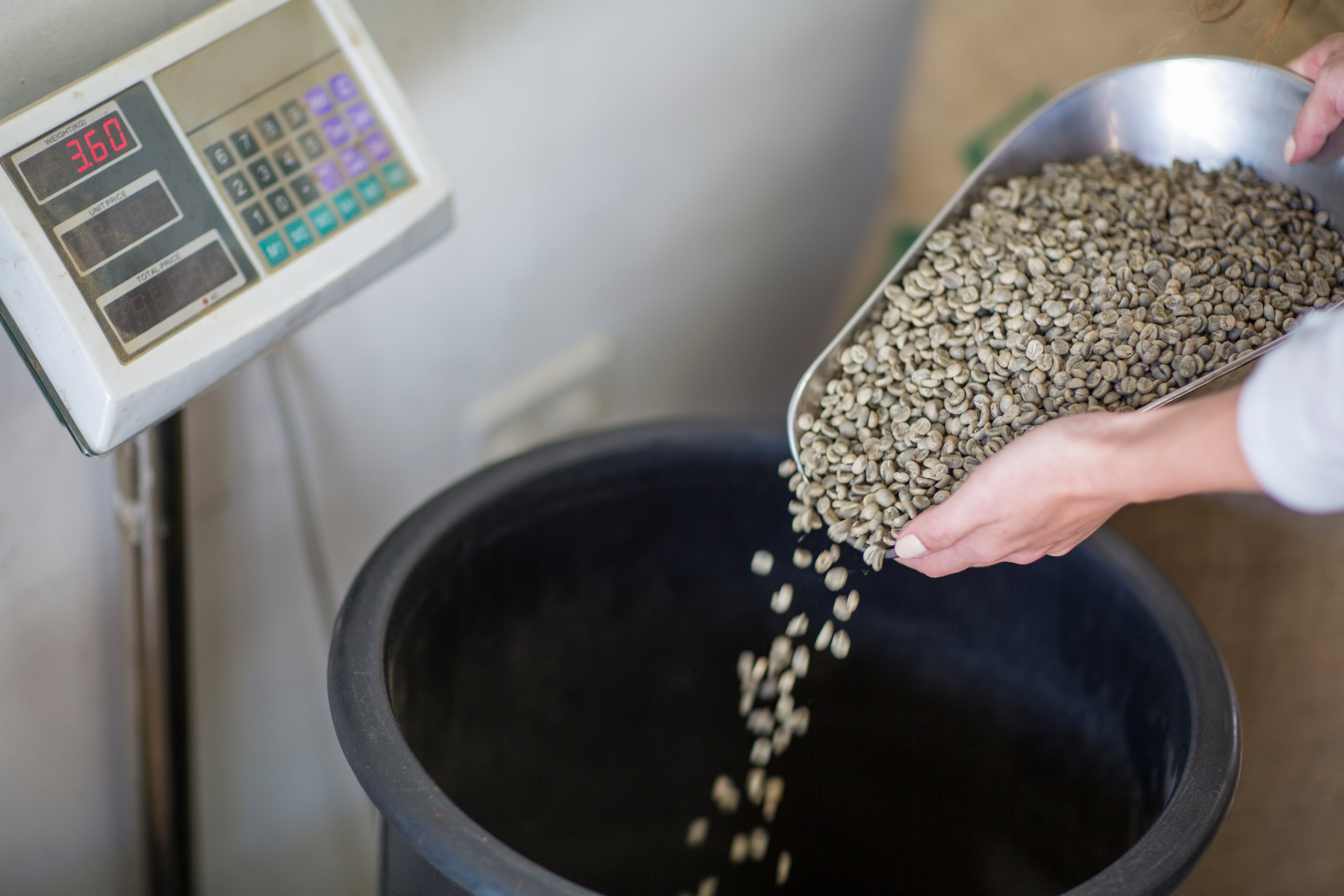 Granos de café siendo pesados en una bascula (Foto vía Getty Images)