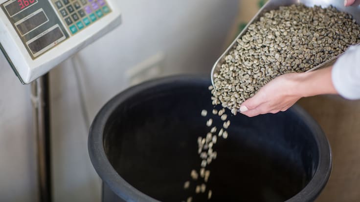 Granos de café siendo pesados en una bascula (Foto vía Getty Images)